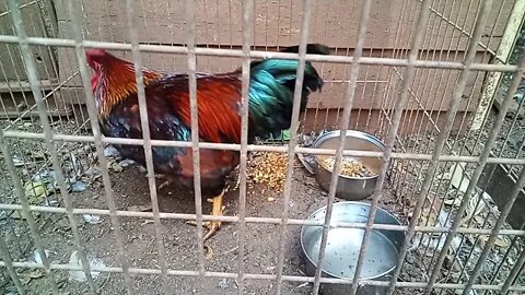 Gold Laced cross Bantam Rooster, going to his new home today 15th October 2020