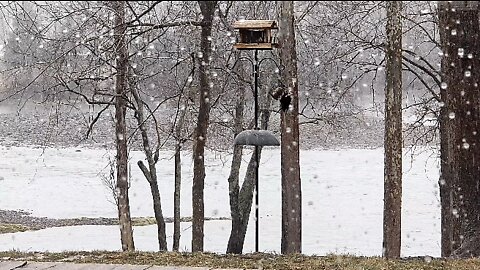 Pete at the feeder