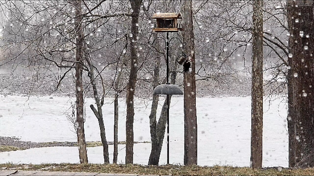 Pete at the feeder