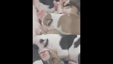 Puppies
