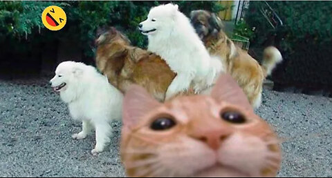 Funniest Cats And Dogs Videos 😁 - Best Funny Animal Videos 2023 🥰