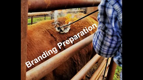 Preparations for BRANDING (In the Chute - Round 81)