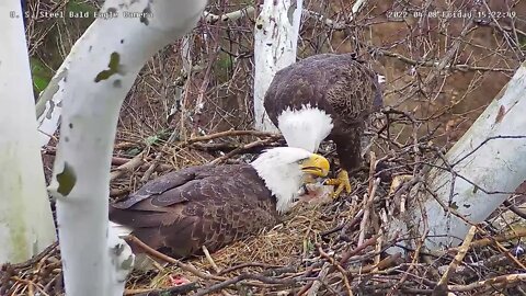 USS Eagles - Dad Feeds Mom