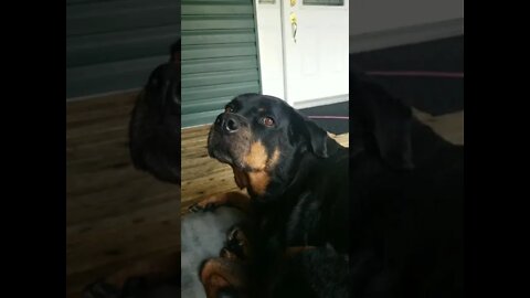 Telling Rottweiler I Need To Wash Her Face 😂#Shorts #rottweiler