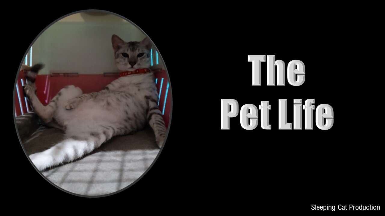 The Secret Life of Pets in Real Life: Rumble in the Room