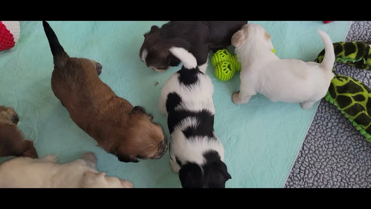 O Litter - Hang'n Out(2)