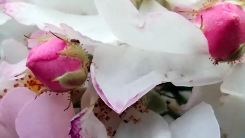 STELLVERTRETEND REUE ERWECKEN FÜR ALLE STERBENDEN