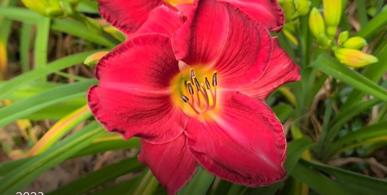 Best Early Daylilies for your Garden (4k)