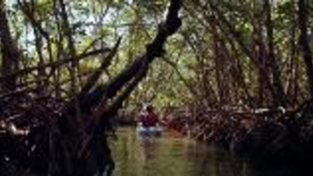 Kayaking Mangrove Tunnels in Florida