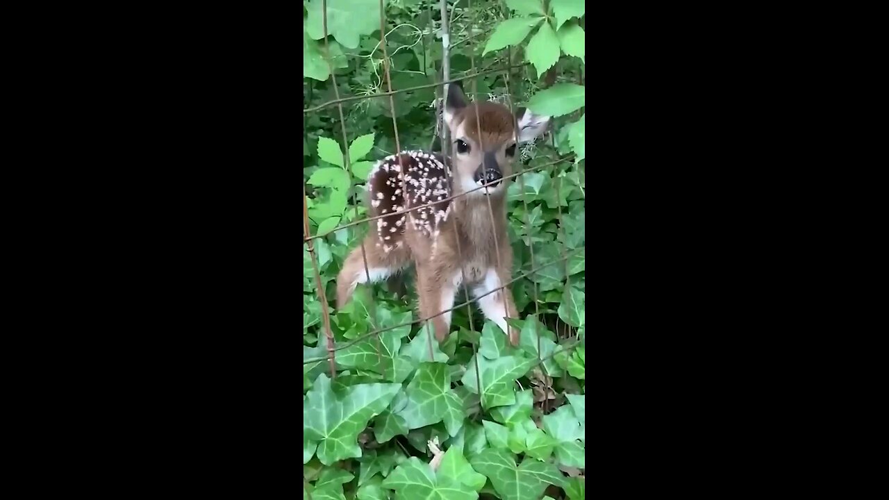 cute baby animal video