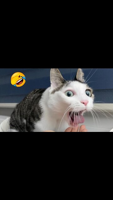 Most Funniest Animals - Best Cats😹 & Dogs🐶 Videos of 2023 Compilation! #7