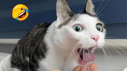 Most Funniest Animals - Best Cats😹 & Dogs🐶 Videos of 2023 Compilation! #7