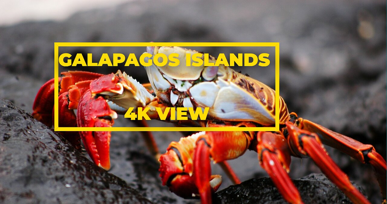 Discovering the Enchanting Galápagos Islands: A Natural Paradise