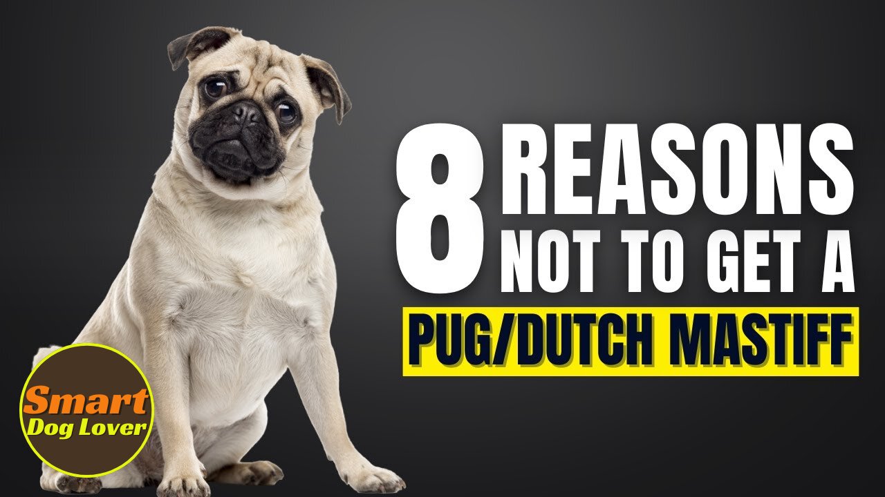 8 Reasons Why You Should Not Get a Pug | Dog Training Program