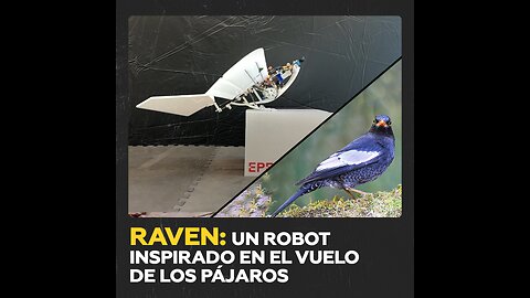 Científicos crean un robot que vuela como un pájaro