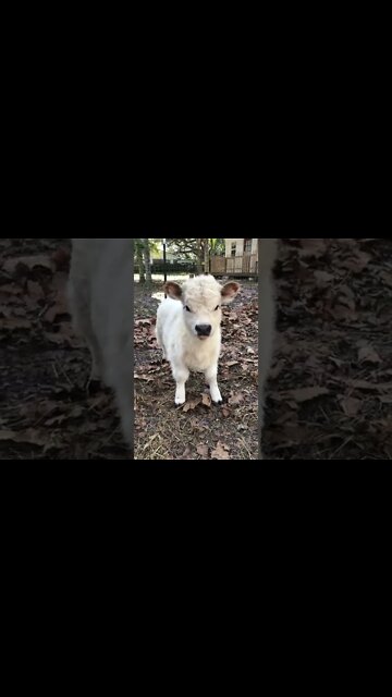 funny|prank|jokes|funny jokes|dad jokes|funny memes|funny video|fun|laughing|funny animal|knock