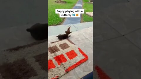 Puppy Playing With A Butterfly 🦋