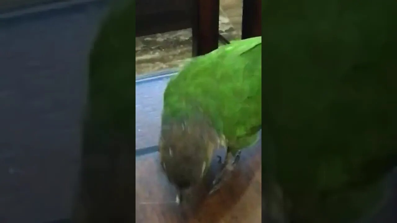 My bird eating another banana 😊