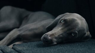 Pet parenting red flags, according to new research