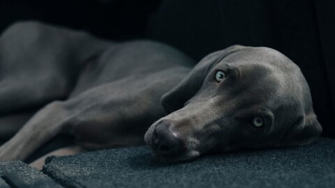 Pet parenting red flags, according to new research