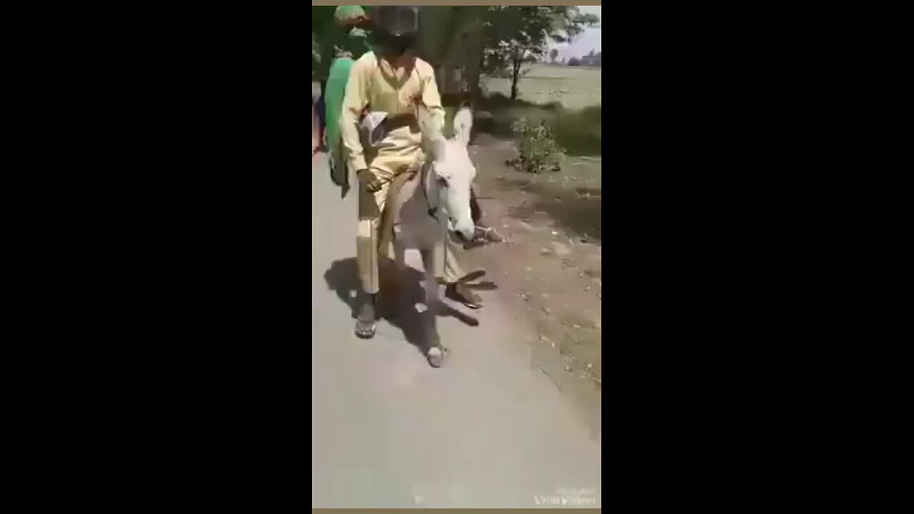 Funny video