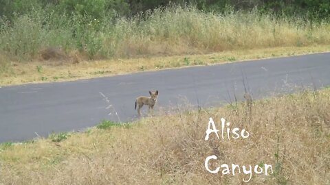 Coyote Pup