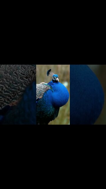 Peacock Sounds #Shorts 🎙