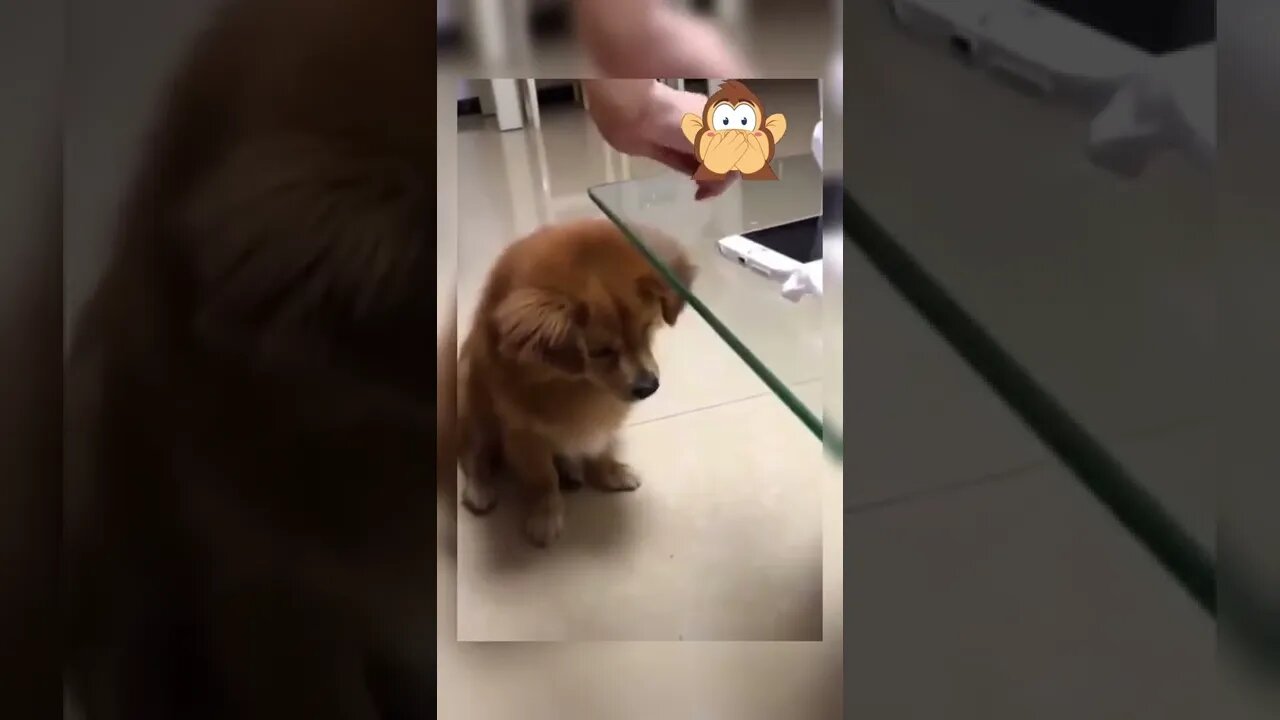 BEST FUNNY PET VIDEOS #4 - Try Not To Laugh #shorts
