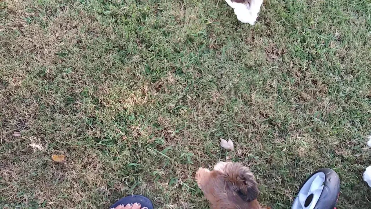 Puppies!!! September 8. 2019(5)