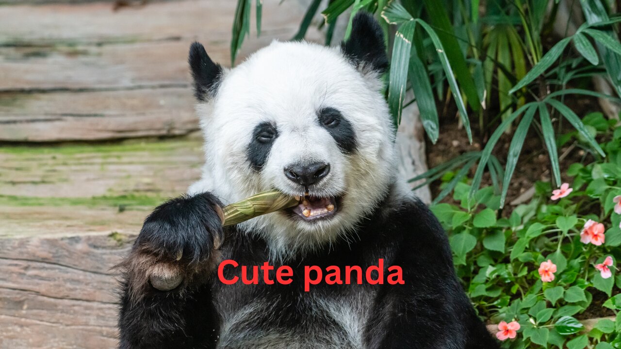 Cute funny panda