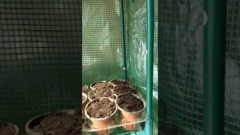 We got our tomatoes & peppers started! #shorts #garden