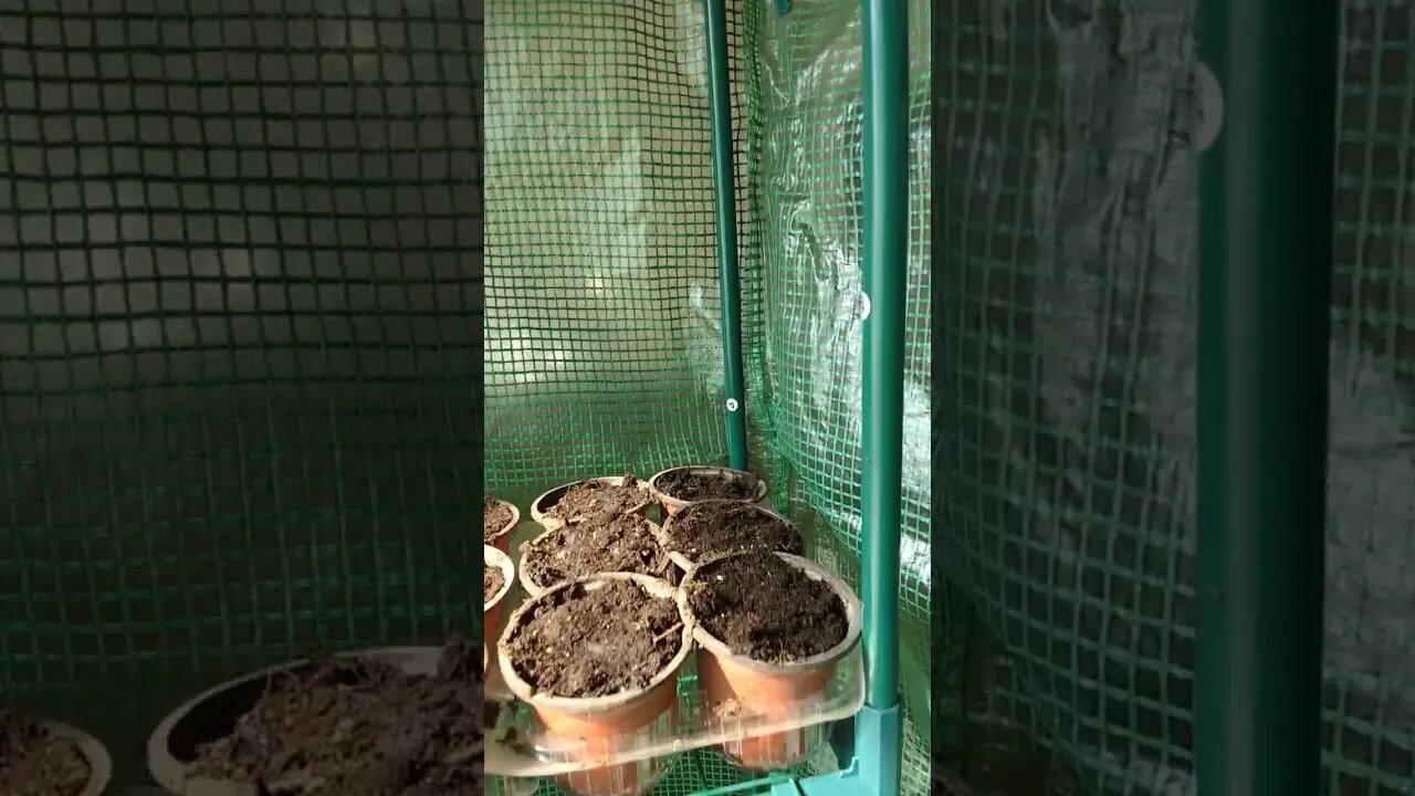 We got our tomatoes & peppers started! #shorts #garden