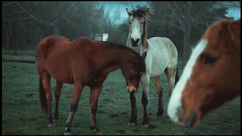 Heartwarming Moments of Affection Between two Horses.
