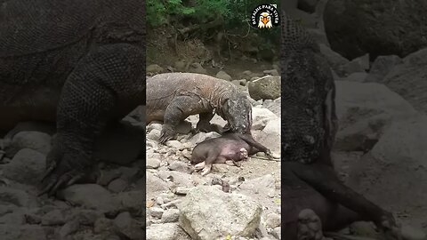 O Dragão de Komodo impressiona com sua força.
