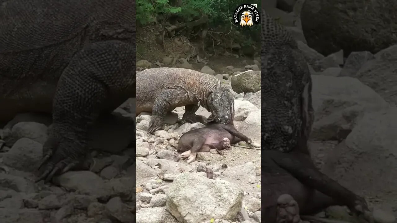 O Dragão de Komodo impressiona com sua força.