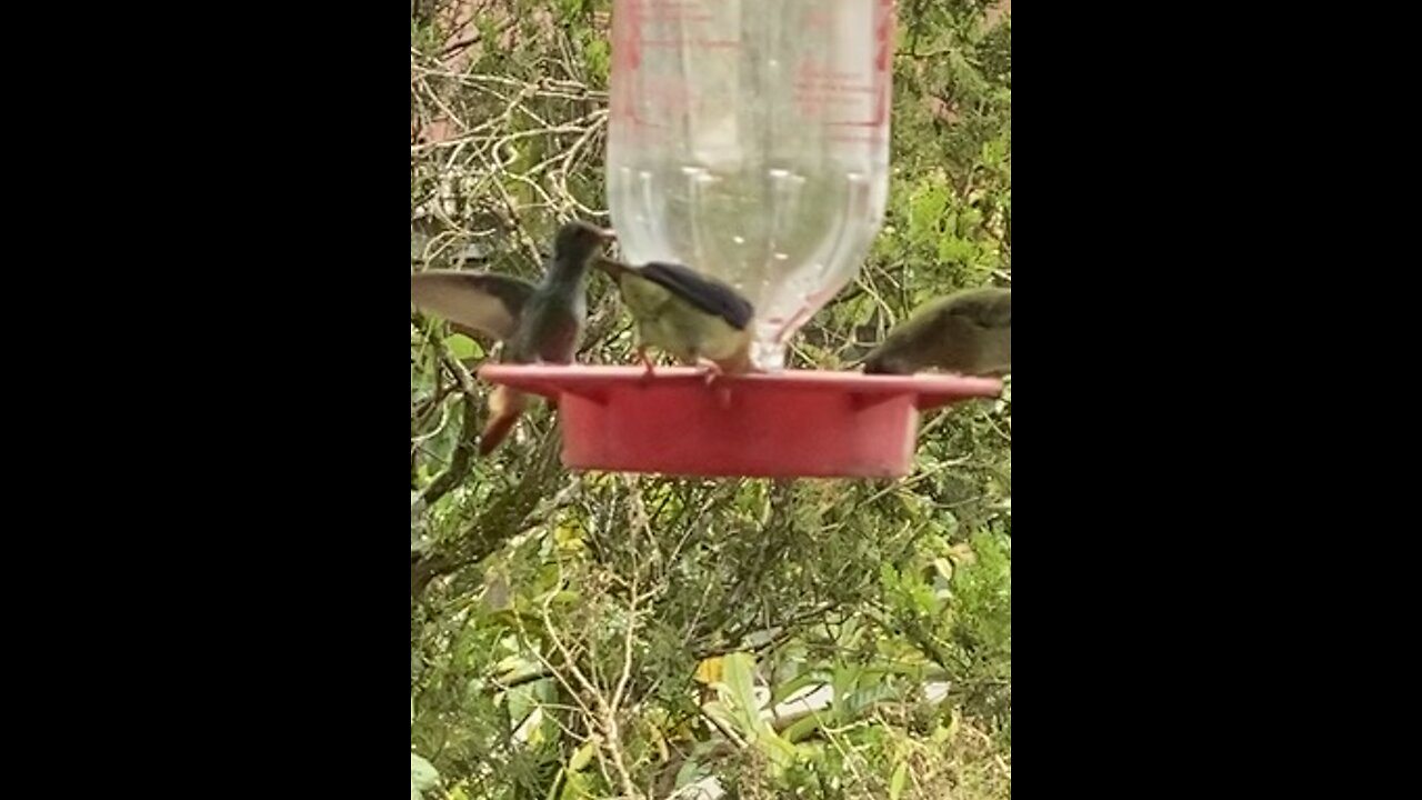 Hummingbird and friends take a rest