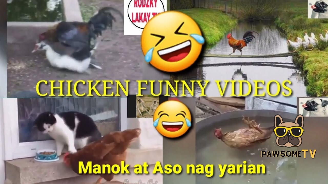 Best Funny Animal Videos Of The 2023 Funniest Cats And Dogs Videos