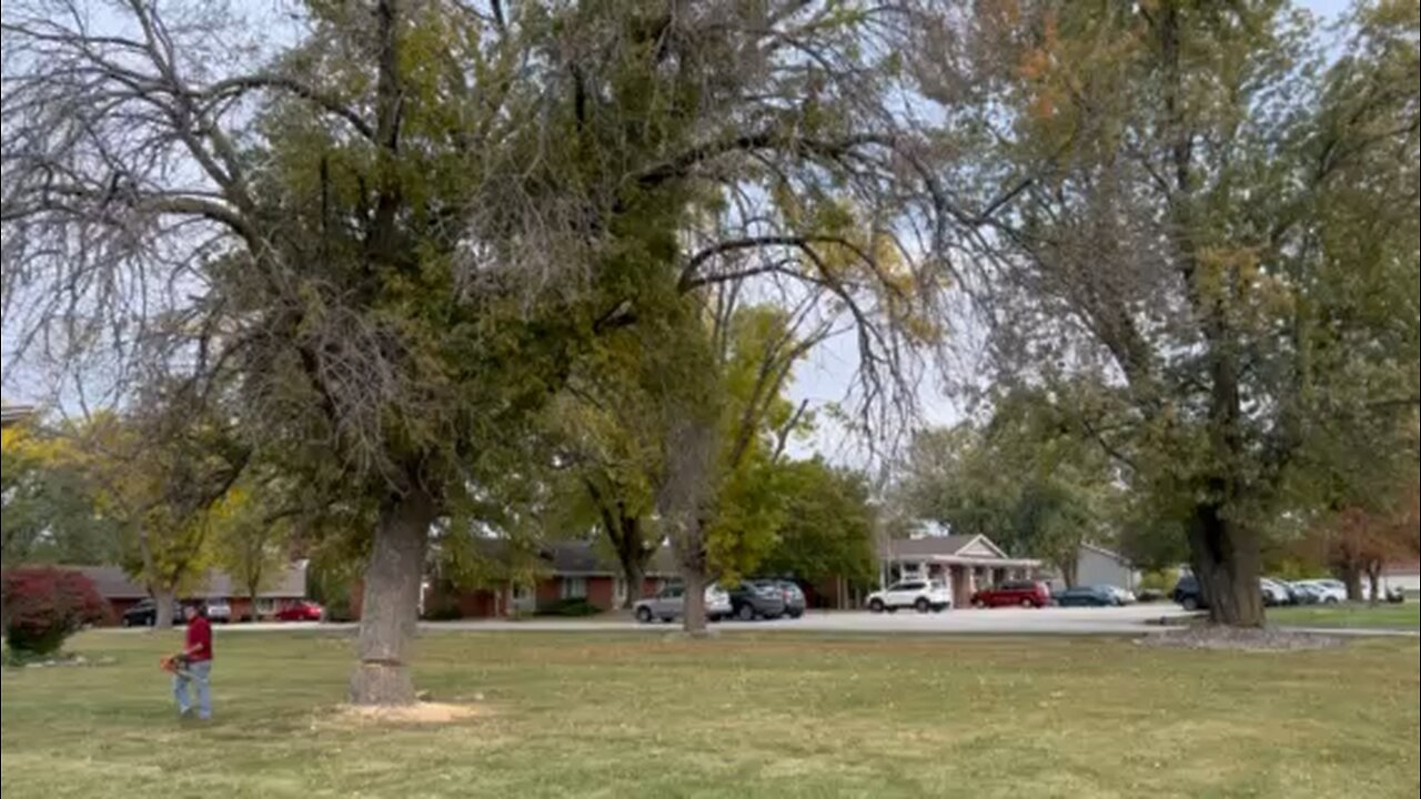 The largest tree I have ever dropped.