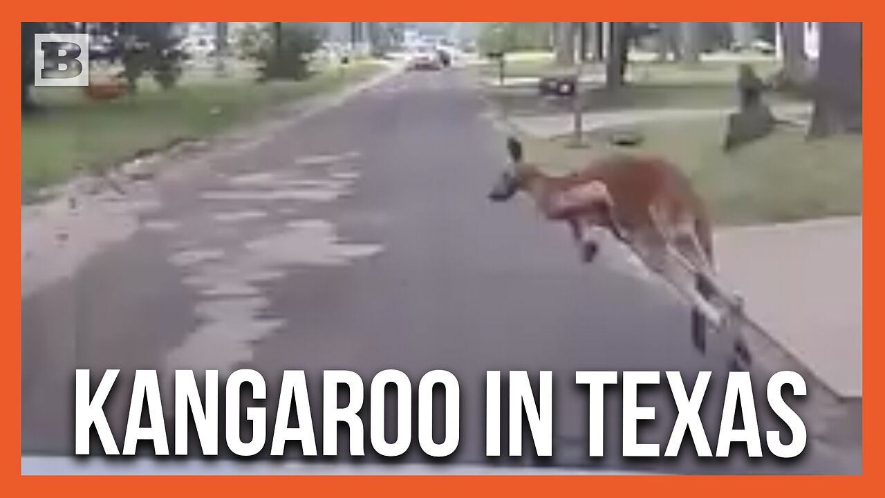 Where'd You Come From? Police Chase Kangaroo on the Loose... in Texas