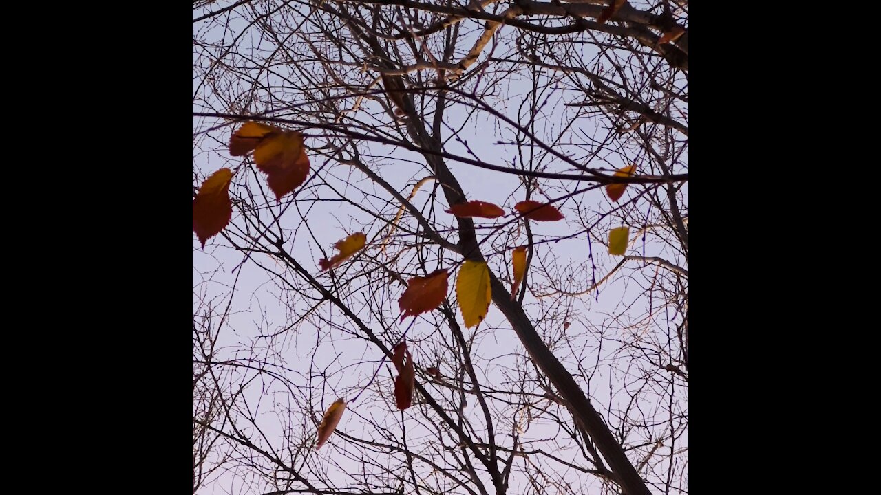 The last to leaf￼