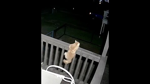 Cats are Fighting for his Owner
