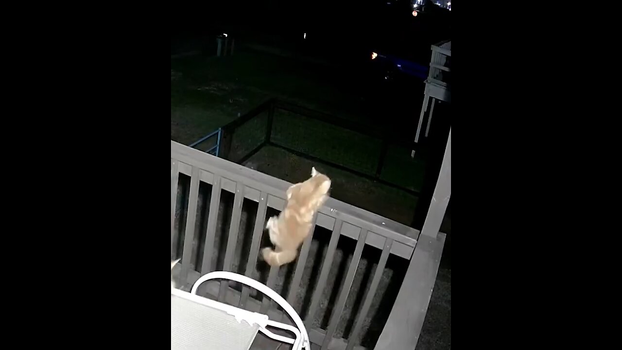 Cats are Fighting for his Owner