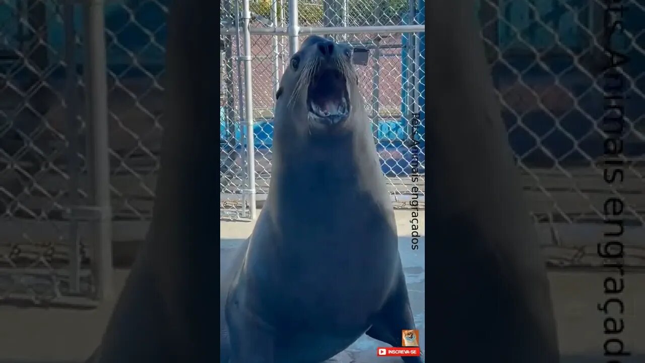 Foca está achando que é leão? #shorts