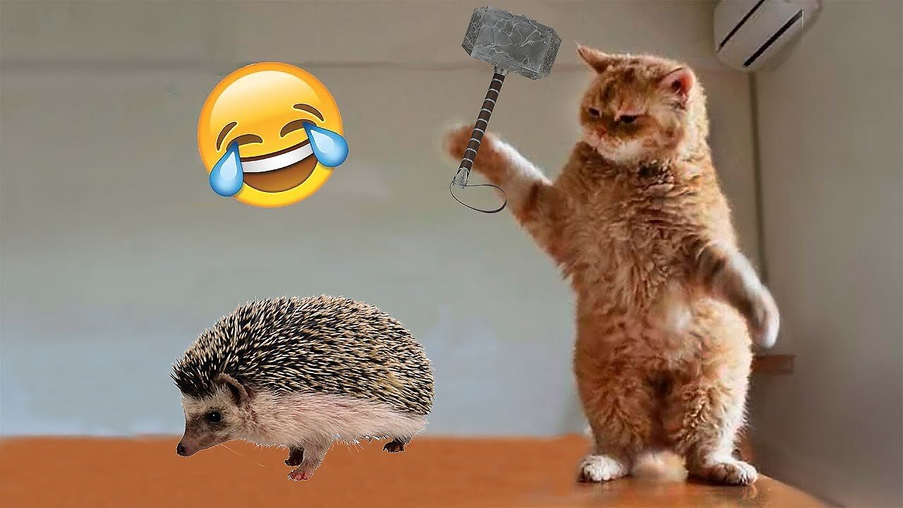 Best Funniest Videos 2022 😂 Cute Cats 🐱 and Funny Dogs 🐶