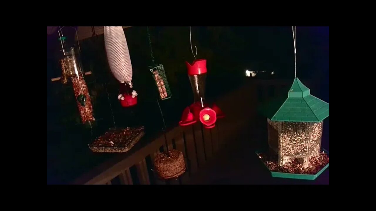 Live Bird Feeder in Asheville NC. In the mountains. Aug. 26 2021