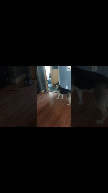 Maples NHL Ready #shorts