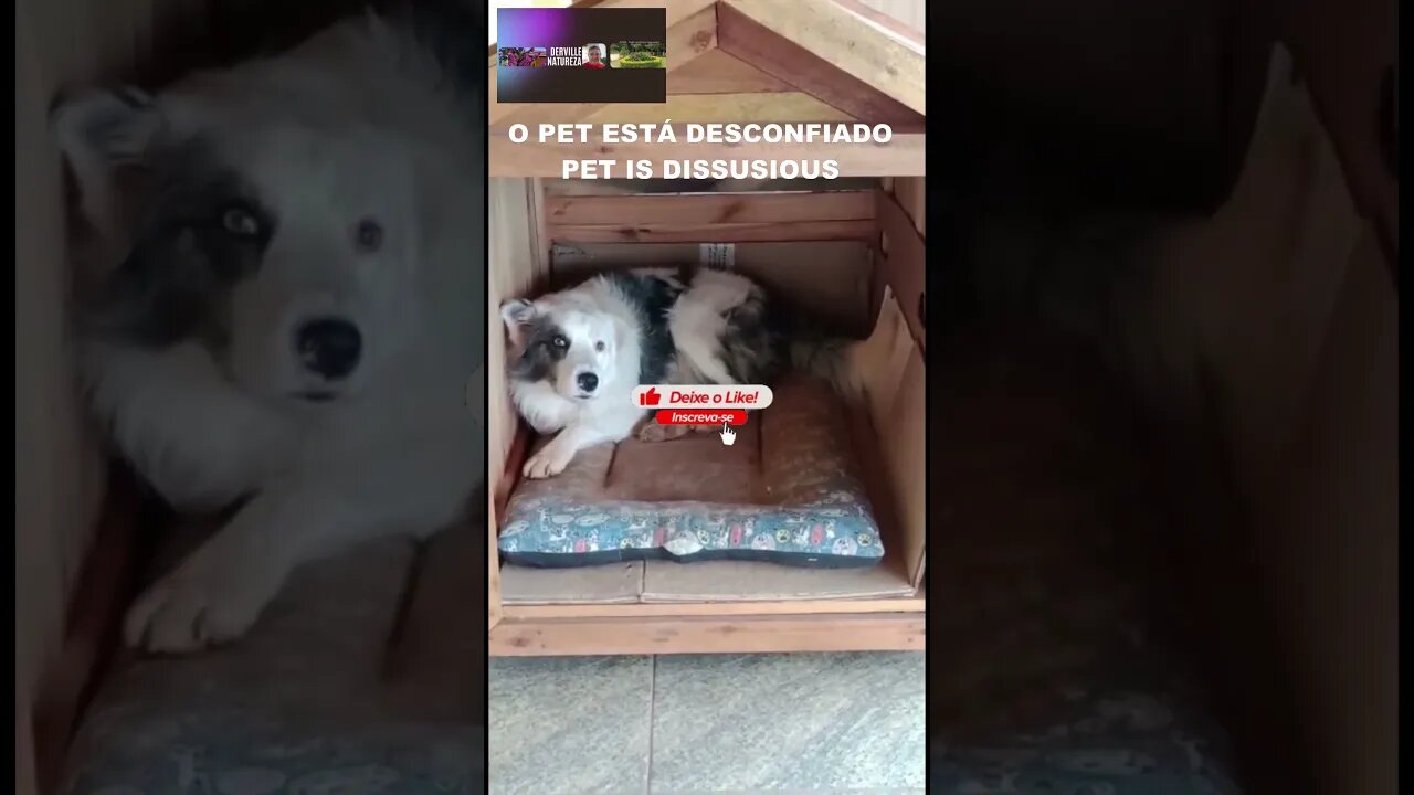 PET EM SUA CASA - - PET IN YOUR HOME