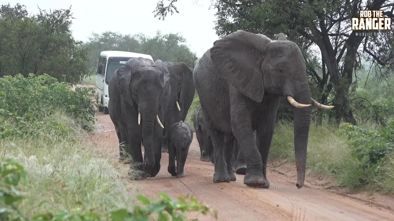 Elephants Create A Roadblock On The Way To Swim | Adventures In Africa