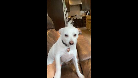 LuLu funny hair