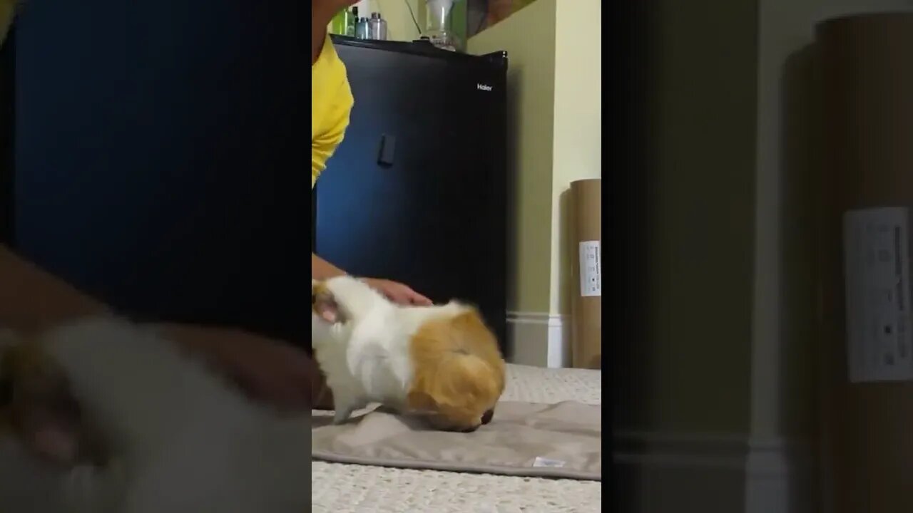 Guinea pig new world record